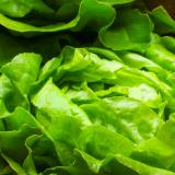 Salat der Woche Wulksfelde