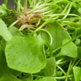 Salat Postelein 100 g Wulksfelde