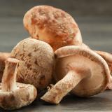Pilze Shiitake regional