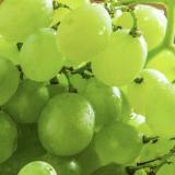 Weintrauben hell kernlos 250g