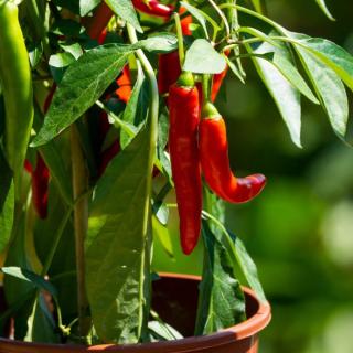 Chilipflanze geschenkt
