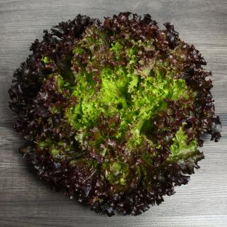 Salat Batavia rot Gut Wulksfelde