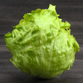 Salat Eisberg Gut Wulksfelde