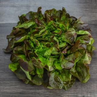 Salat Eichblatt rot Wulksfelde