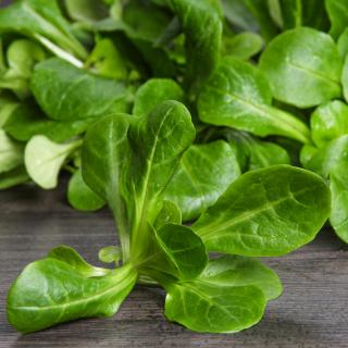 Salat Feldsalat 100 g Gut Wulksfelde