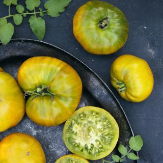 Tomaten Rebellion gelb