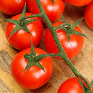 Tomaten Cherrystrauch rot Honeydrop