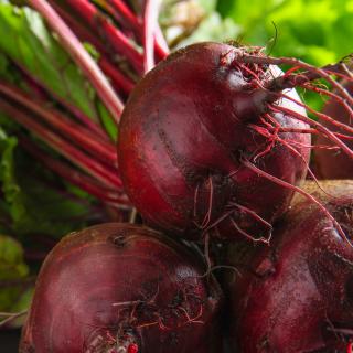 Rote Bete im Bund Wulksfelde