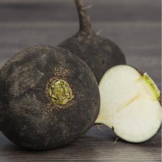 Rettich schwarz regional
