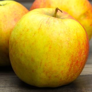 Äpfel Elstar a.d. alten Land