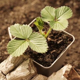 Erdbeerpflanze im Topf Wulksfelde