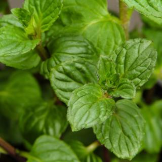 Minze im Topf regional