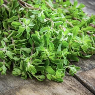 Oregano im Topf