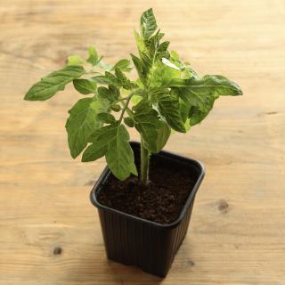 Tomatenpflanze Rund Wulksfelde