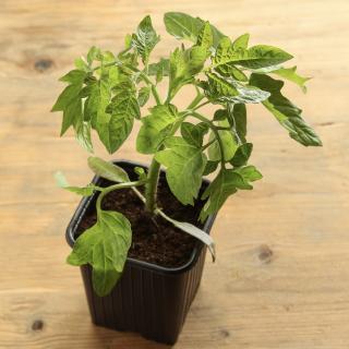 Tomatenpflanze Balkon Wulksfelde