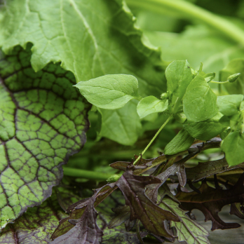 Salat Asia im Bund Wulksfelde