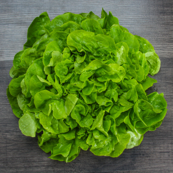 Salat Eichblatt grün regional