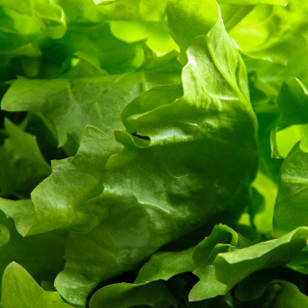 Salat Endivie Wulksfelde