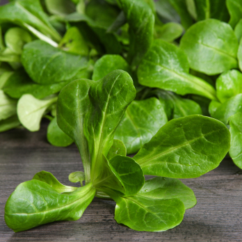 Salat Feldsalat 100 g Gut Wulksfelde
