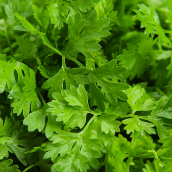 Bund Kerbel Wulksfelde