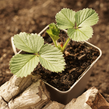 Erdbeerpflanze im Topf Wulksfelde