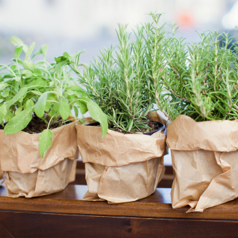 Rosmarin im Topf regional