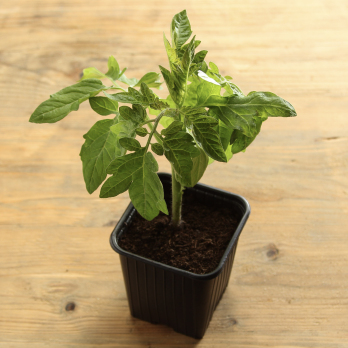 Tomatenpflanze Rund Wulksfelde