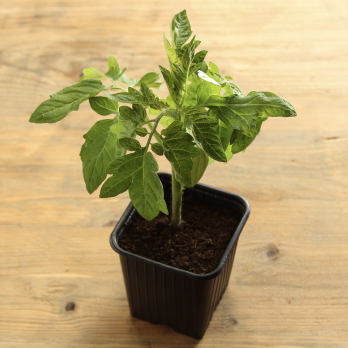 Tomatenpflanze Cherry Wulksfelde