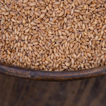 GV Dinkel (Sackware)