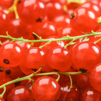 Johannisbeeren rot 250 g regional
