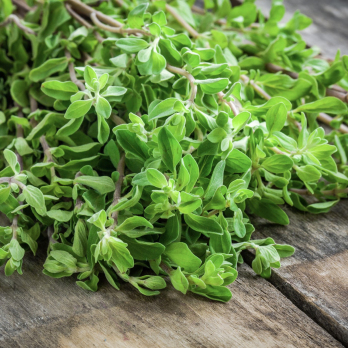 Oregano im Topf